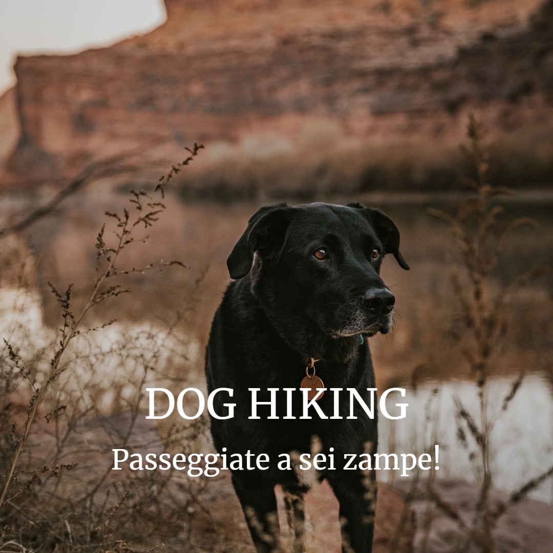 DOG HIKING