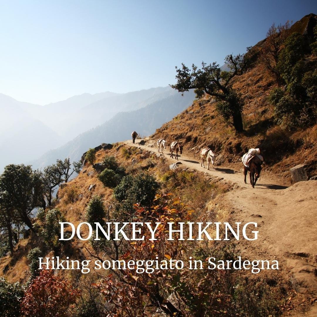 DONKEY HIKING