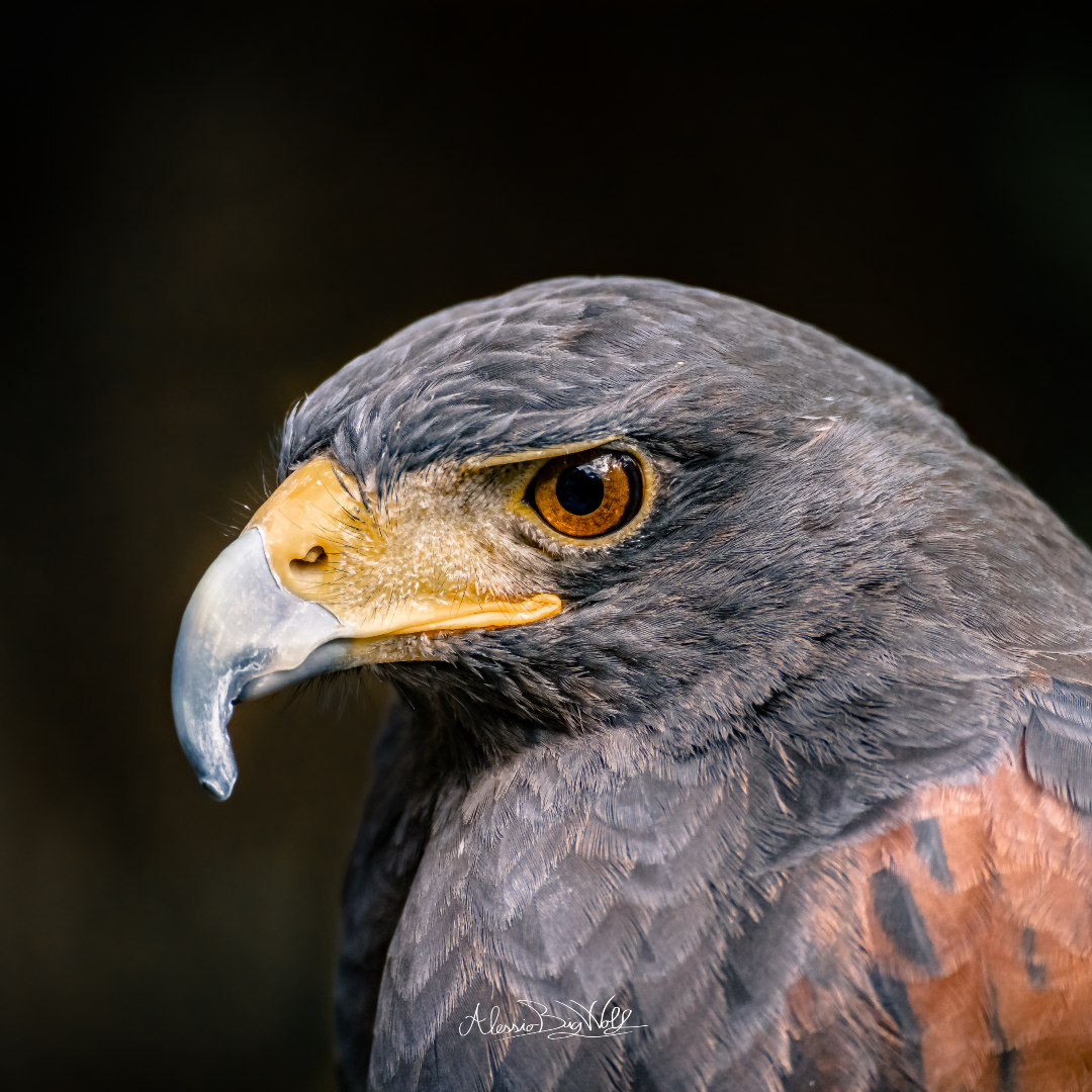 dettaglio poiana di Harris